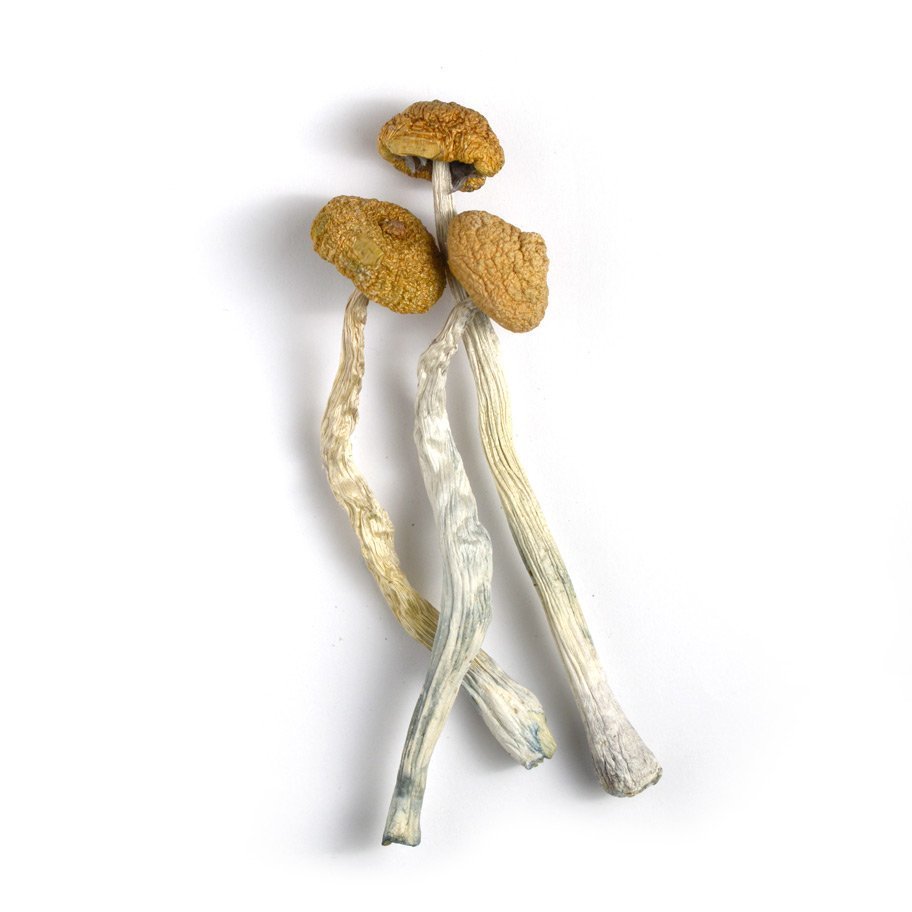 Buy Malabar Magic Mushrooms Online - Lerry Mushrooms Shop